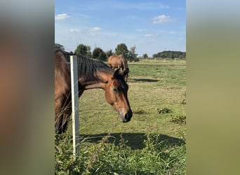 Hanovrien, Jument, 6 Ans, 162 cm, Bai