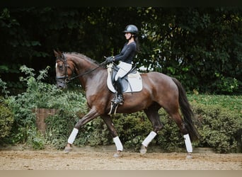Hanovrien, Jument, 6 Ans, 163 cm, Alezan brûlé