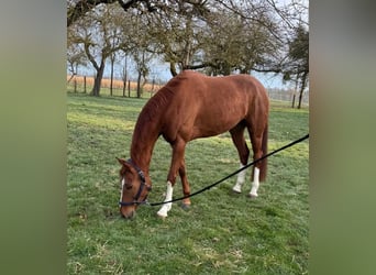 Hanovrien, Jument, 6 Ans, 163 cm, Alezan