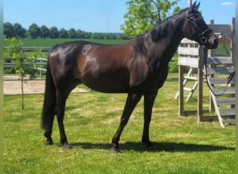 Hanovrien, Jument, 6 Ans, 163 cm, Bai brun foncé