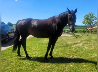 Hanovrien, Jument, 6 Ans, 163 cm, Bai