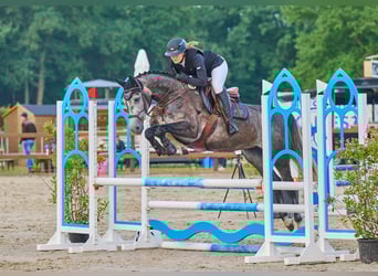 Hanovrien, Jument, 6 Ans, 163 cm, Gris pommelé