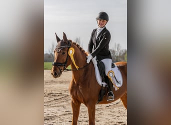 Hanovrien, Jument, 6 Ans, 164 cm, Alezan