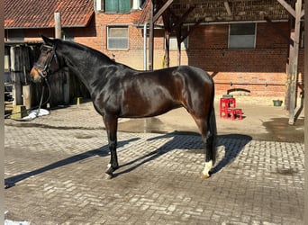 Hanovrien, Jument, 6 Ans, 164 cm, Bai brun