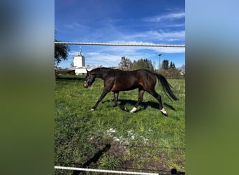 Hanovrien, Jument, 6 Ans, 164 cm, Bai brun