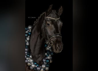 Hanovrien, Jument, 6 Ans, 164 cm, Noir