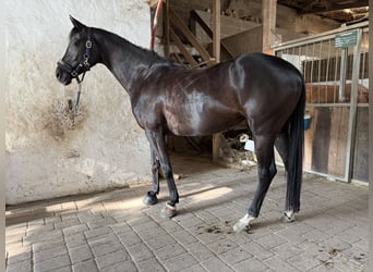 Hanovrien, Jument, 6 Ans, 164 cm, Noir
