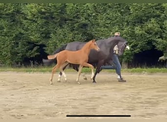 Hanovrien, Jument, 6 Ans, 164 cm, Noir