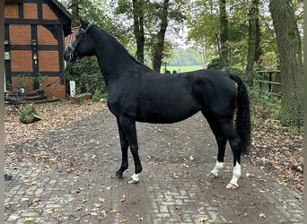 Hanovrien, Jument, 6 Ans, 164 cm, Noir