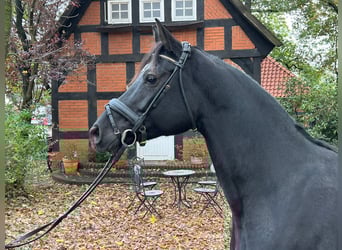 Hanovrien, Jument, 6 Ans, 164 cm, Noir