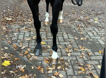Hanovrien, Jument, 6 Ans, 164 cm, Noir