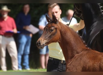 Hanovrien, Jument, 6 Ans, 164 cm, Noir