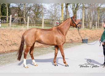 Hanovrien, Jument, 6 Ans, 165 cm, Alezan