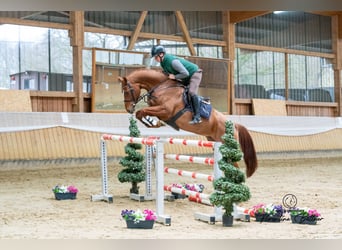 Hanovrien, Jument, 6 Ans, 165 cm, Alezan