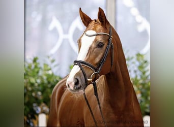 Hanovrien, Jument, 6 Ans, 165 cm, Alezan