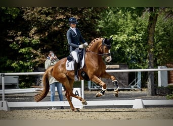 Hanovrien, Jument, 6 Ans, 165 cm, Alezan