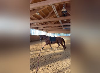 Hanovrien, Jument, 6 Ans, 165 cm, Alezan