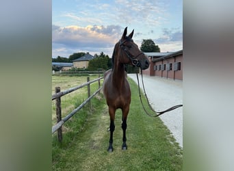 Hanovrien, Jument, 6 Ans, 165 cm, Bai