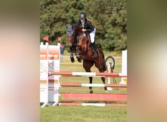 Hanovrien, Jument, 6 Ans, 165 cm, Bai