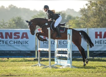 Hanovrien, Jument, 6 Ans, 165 cm, Bai