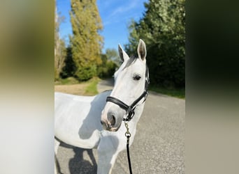 Hanovrien, Jument, 6 Ans, 165 cm, Gris