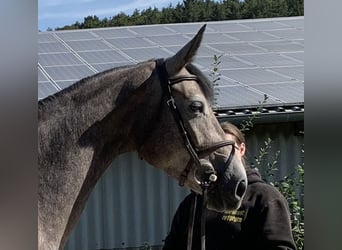 Hanovrien, Jument, 6 Ans, 165 cm, Gris noir