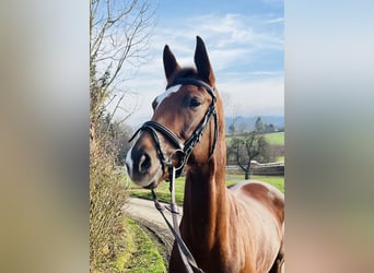 Hanovrien, Jument, 6 Ans, 166 cm, Alezan brûlé