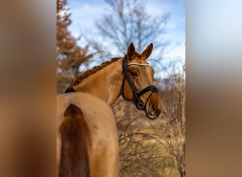 Hanovrien, Jument, 6 Ans, 166 cm, Alezan brûlé