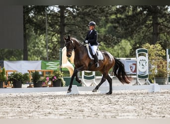 Hanovrien, Jument, 6 Ans, 166 cm, Bai