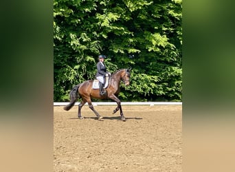 Hanovrien, Jument, 6 Ans, 166 cm, Bai