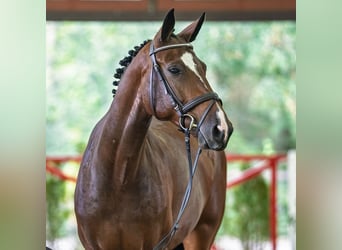 Hanovrien, Jument, 6 Ans, 166 cm, Bai