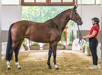 Hanovrien, Jument, 6 Ans, 166 cm, Bai