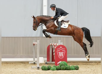 Hanovrien, Jument, 6 Ans, 166 cm, Bai