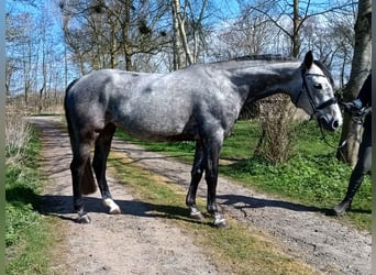 Hanovrien, Jument, 6 Ans, 166 cm, Gris