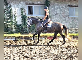 Hanovrien, Jument, 6 Ans, 166 cm, Gris