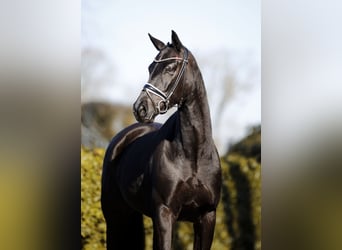 Hanovrien, Jument, 6 Ans, 166 cm, Noir