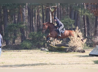 Hanovrien, Jument, 6 Ans, 167 cm, Alezan