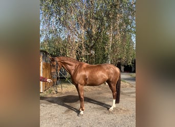 Hanovrien, Jument, 6 Ans, 167 cm, Alezan