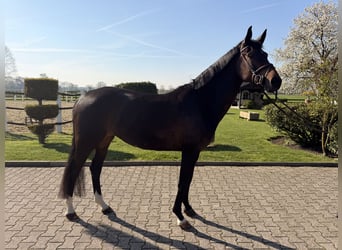 Hanovrien, Jument, 6 Ans, 167 cm, Bai brun