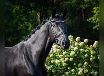 Hanovrien, Jument, 6 Ans, 167 cm, Bai brun foncé