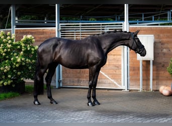 Hanovrien, Jument, 6 Ans, 167 cm, Bai brun foncé