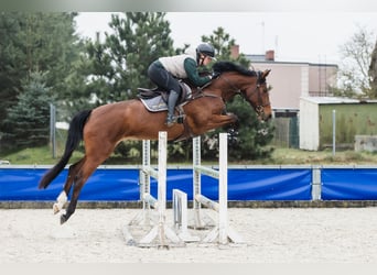 Hanovrien, Jument, 6 Ans, 167 cm, Bai cerise