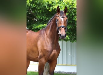Hanovrien, Jument, 6 Ans, 167 cm, Bai