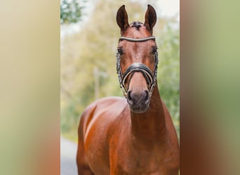Hanovrien, Jument, 6 Ans, 167 cm, Bai