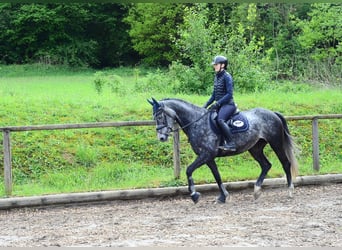 Hanovrien, Jument, 6 Ans, 167 cm, Gris