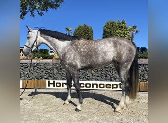 Hanovrien, Jument, 6 Ans, 167 cm, Gris pommelé