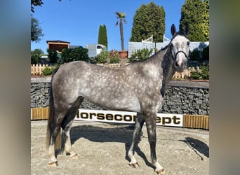 Hanovrien, Jument, 6 Ans, 167 cm, Gris pommelé