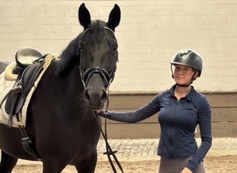 Hanovrien, Jument, 6 Ans, 167 cm, Noir