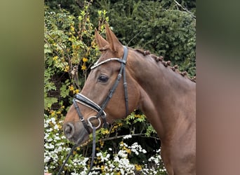 Hanovrien, Jument, 6 Ans, 168 cm, Alezan brûlé