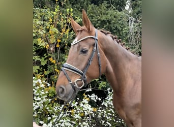 Hanovrien, Jument, 6 Ans, 168 cm, Alezan brûlé